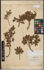 Foto von Salix waldsteiniana Willd.